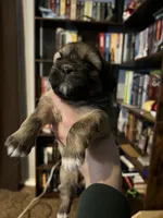 Daisy , a female Shih Tzu for sale in Nampa, ID – 1 of 4