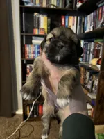 Daisy , a female Shih Tzu for sale in Nampa, ID – 2 of 4