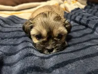 Daisy , a female Shih Tzu for sale in Nampa, ID – 4 of 4