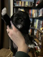 Blue , a female Shih Tzu for sale in Nampa, ID – 2 of 2