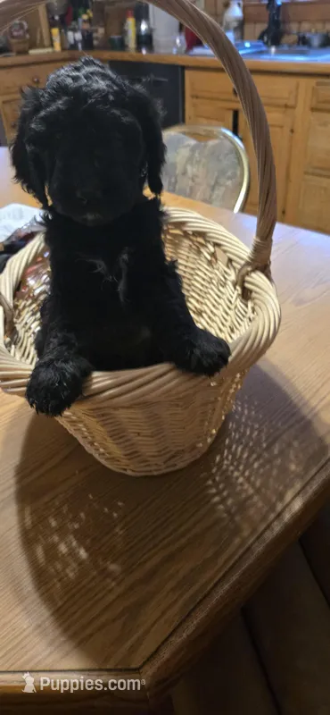 Rocky – Bernedoodle puppy for sale in Littleton Common, MA