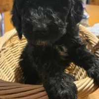 LIZZY, a female Miniature Bernedoodle for sale in Littleton Common, MA – Photo 2 of 3