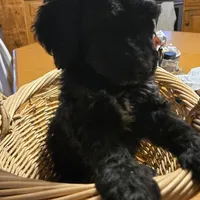 LIZZY, a female Miniature Bernedoodle for sale in Littleton Common, MA – Photo 3 of 3