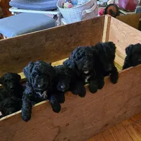 LIZZY, a female Miniature Bernedoodle for sale in Littleton Common, MA – Photo 1 of 3