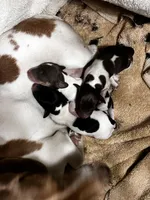 Snickers, a male Miniature Dachshund for sale in Denver, CO – Photo 7 of 8