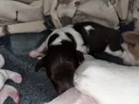 Snickers, a male Miniature Dachshund for sale in Denver, CO – Photo 8 of 8