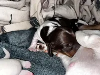 Snickers, a male Miniature Dachshund for sale in Denver, CO – Photo 2 of 8