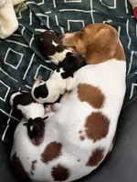 Snickers, a male Miniature Dachshund for sale in Denver, CO – Photo 6 of 8