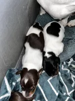 Buttercup, a female Miniature Dachshund for sale in Denver, CO – Photo 2 of 5