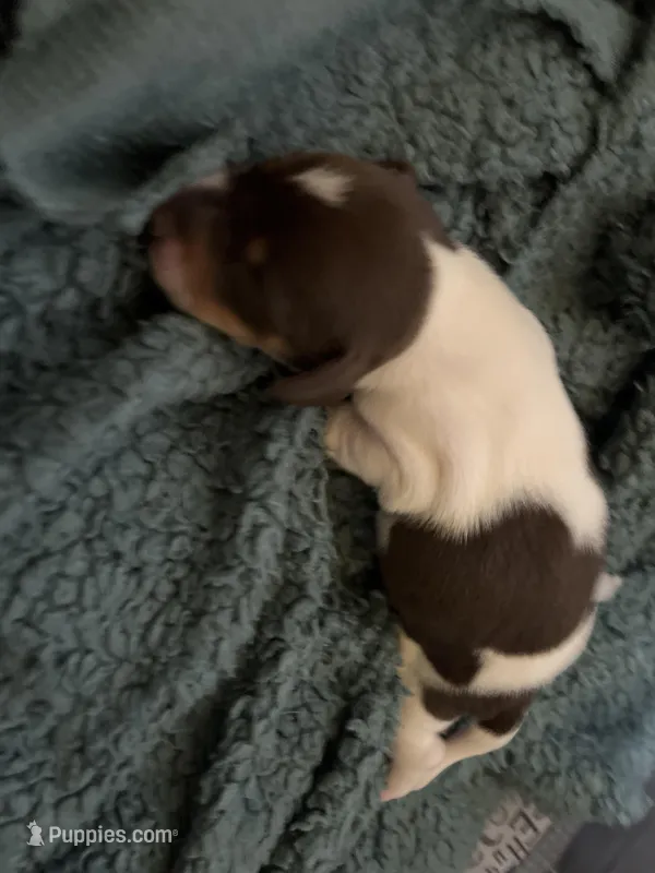 Buttercup – Miniature Dachshund puppy for sale in Denver, CO