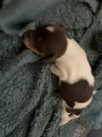 Buttercup, a female Miniature Dachshund for sale in Denver, CO – Photo 1 of 5