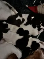 Buttercup, a female Miniature Dachshund for sale in Denver, CO – Photo 3 of 5