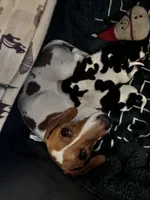 Buttercup, a female Miniature Dachshund for sale in Denver, CO – Photo 4 of 5