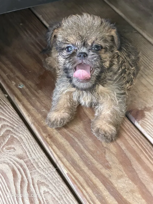 Jax – Brussels Griffon puppy for sale in Mountain View, AR
