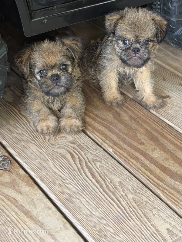 Jace – Brussels Griffon puppy for sale in Mountain View, AR
