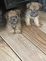 Jace, a male Brussels Griffon for sale in Mountain View, AR – 1 of 3
