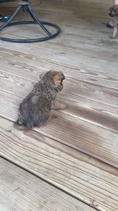 Jace, a male Brussels Griffon for sale in Mountain View, AR – 3 of 3