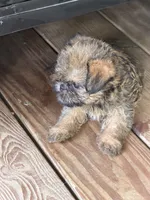 Jax, a male Brussels Griffon for sale in Mountain View, AR – 2 of 3