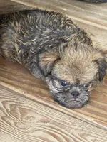 Jace, a male Brussels Griffon for sale in Mountain View, AR – 2 of 3