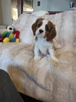 Doc, a male Cavalier King Charles Spaniel for sale in Bluffton, IN – 4 of 4