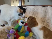 Lady, a female Cavalier King Charles Spaniel for sale in Bluffton, IN – 3 of 5