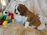 Doc, a male Cavalier King Charles Spaniel for sale in Bluffton, IN – 2 of 4