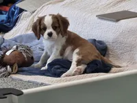 Doc, a male Cavalier King Charles Spaniel for sale in Bluffton, IN – 3 of 4