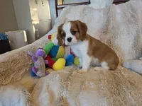 Lady, a female Cavalier King Charles Spaniel for sale in Bluffton, IN – 5 of 5
