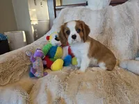 Lady, a female Cavalier King Charles Spaniel for sale in Bluffton, IN – 4 of 5