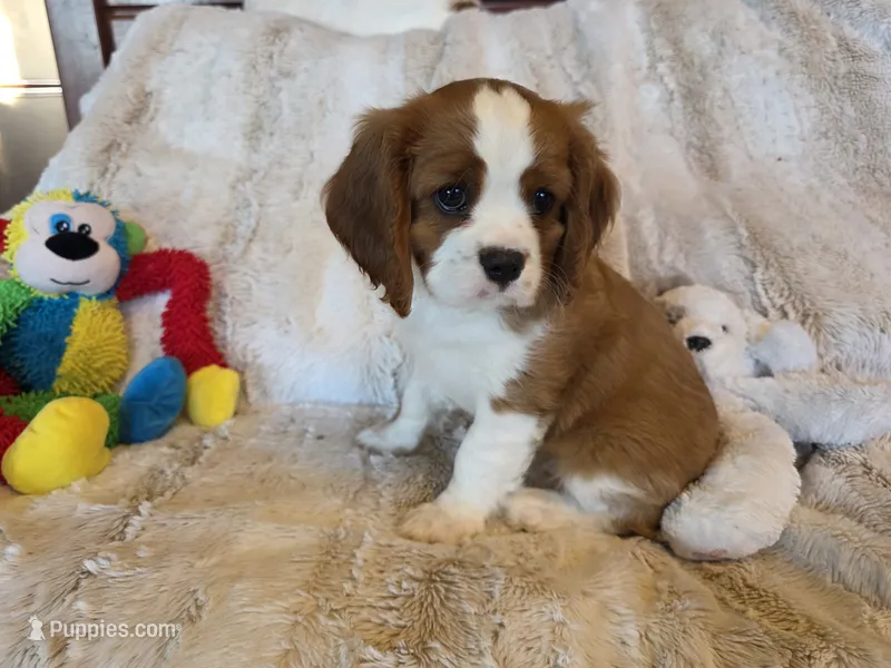 Doc – Cavalier King Charles Spaniel puppy for sale in Bluffton, IN