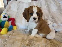 Doc, a male Cavalier King Charles Spaniel for sale in Bluffton, IN – 1 of 4