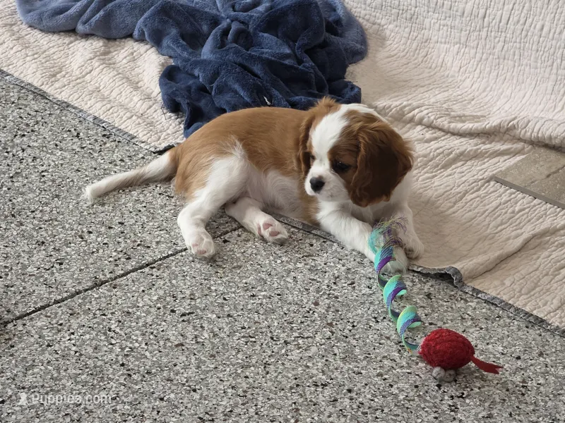 Lady – Cavalier King Charles Spaniel puppy for sale in Bluffton, IN