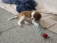 Lady, a female Cavalier King Charles Spaniel for sale in Bluffton, IN – 1 of 5