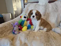 Lady, a female Cavalier King Charles Spaniel for sale in Bluffton, IN – 2 of 5