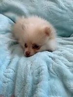 Samson, a male Pomeranian for sale in Daytona Beach, FL – Photo 9 of 10