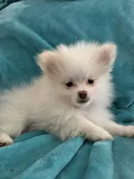 Cash, a male Pomeranian for sale in Daytona Beach, FL – Photo 10 of 10