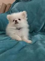 Cash, a male Pomeranian for sale in Daytona Beach, FL – Photo 5 of 10