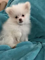 Cash, a male Pomeranian for sale in Daytona Beach, FL – Photo 8 of 10