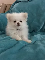 Cash, a male Pomeranian for sale in Daytona Beach, FL – Photo 2 of 10