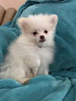 Cash, a male Pomeranian for sale in Daytona Beach, FL – Photo 9 of 10