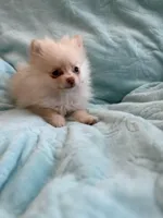 Samson, a male Pomeranian for sale in Daytona Beach, FL – Photo 2 of 10