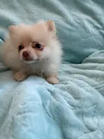 Samson, a male Pomeranian for sale in Daytona Beach, FL – Photo 10 of 10