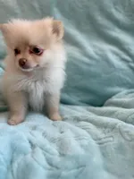 Samson, a male Pomeranian for sale in Daytona Beach, FL – Photo 7 of 10