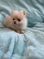 Samson, a male Pomeranian for sale in Daytona Beach, FL – Photo 5 of 10