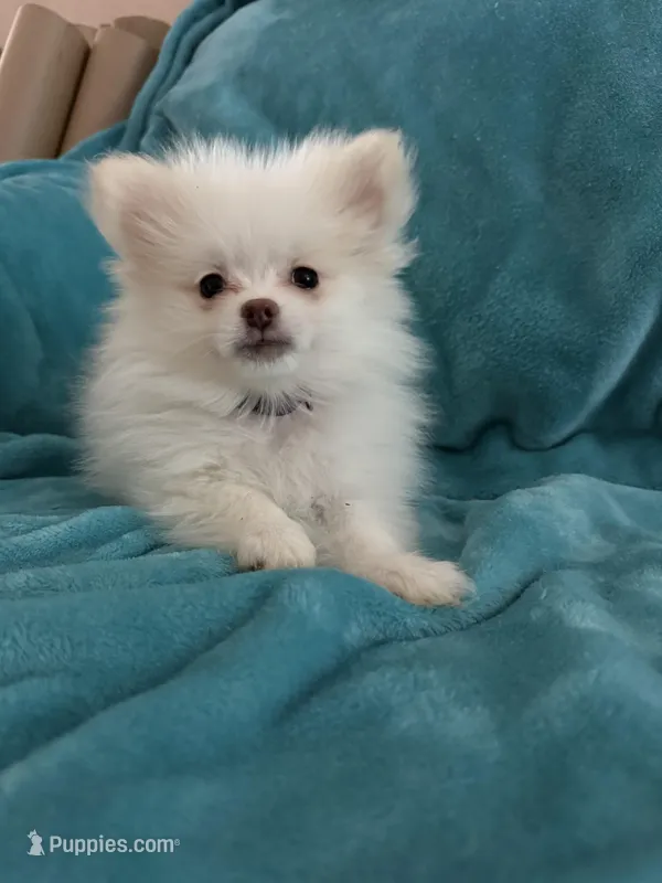 Samson – Pomeranian puppy for sale in Daytona Beach, FL