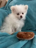 Cash, a male Pomeranian for sale in Daytona Beach, FL – Photo 7 of 10