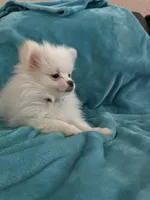 Cash, a male Pomeranian for sale in Daytona Beach, FL – Photo 6 of 10