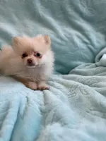 Samson, a male Pomeranian for sale in Daytona Beach, FL – Photo 4 of 10