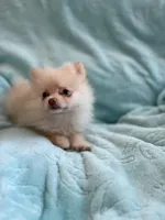 Samson, a male Pomeranian for sale in Daytona Beach, FL – Photo 3 of 10