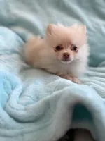 Samson, a male Pomeranian for sale in Daytona Beach, FL – Photo 6 of 10